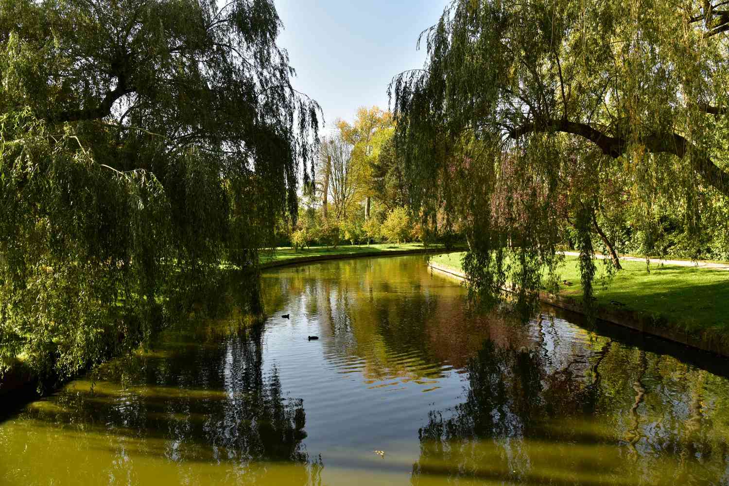 Beauté de la nature avec des contrastes entre l'ombre et la lumière sur l'eau sous le feuillage dense des arbres, dans le Vrijbroekpark de Malines