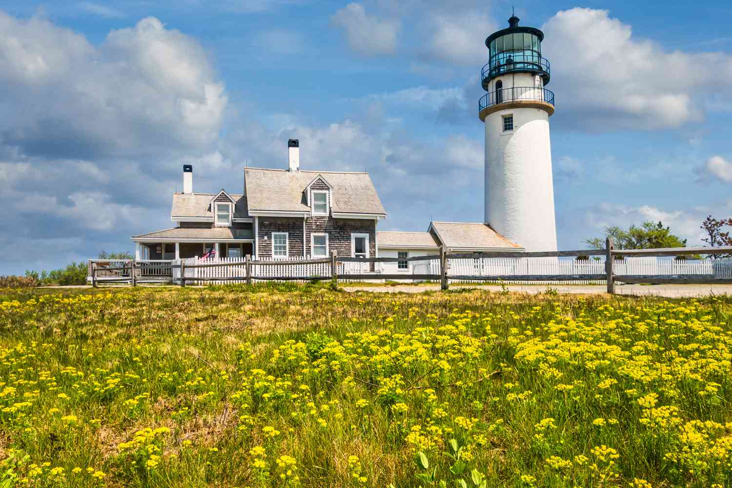 Des fleurs sauvages jaunes poussent dans un champ devant le phare de Highland, également connu sous le nom de Cape Cod Light (1857) lors d'un doux matin de mai.