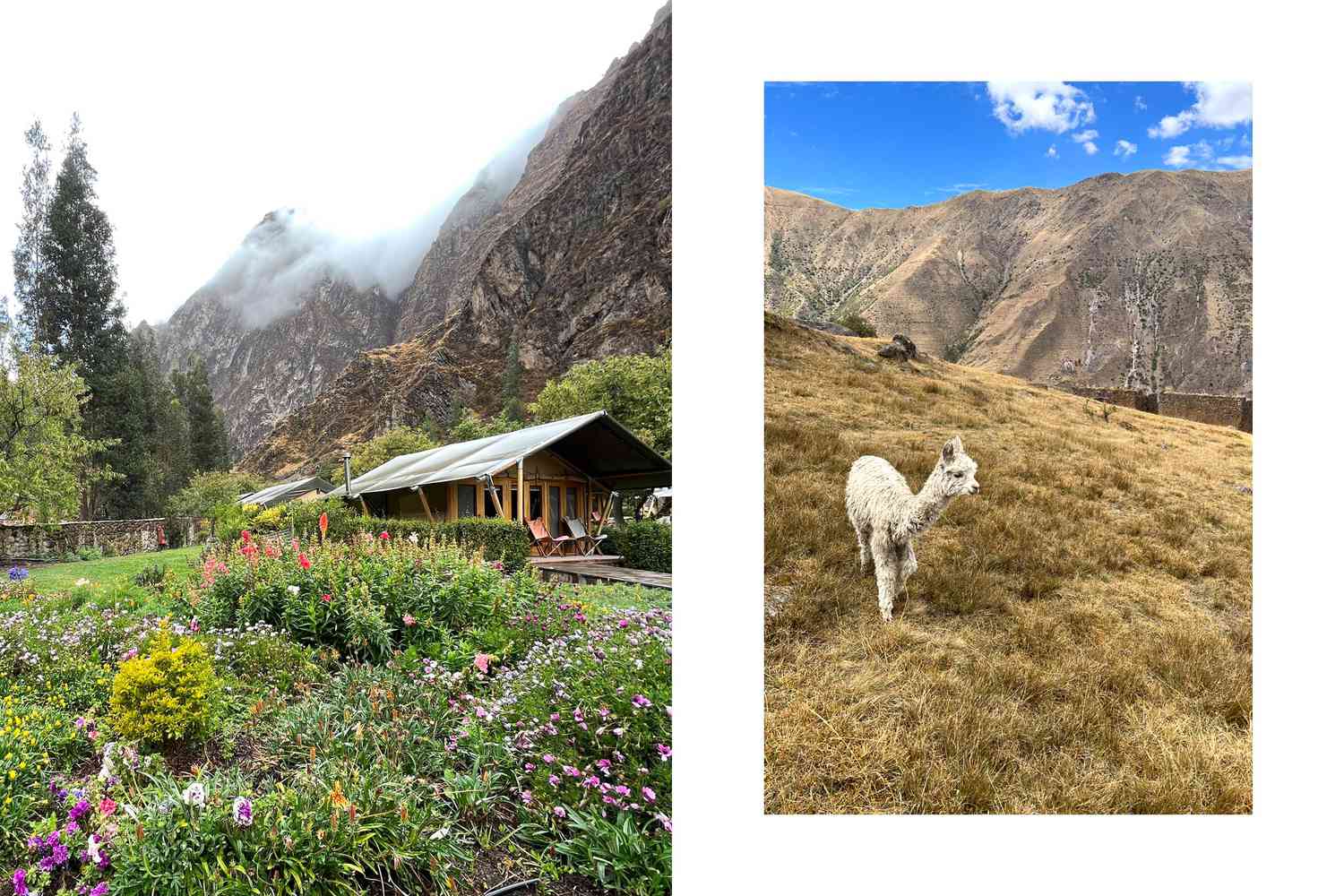 Des fleurs en pleine floraison dans le paysage devant un hébergement au Pérou et un lama blanc sur les montagnes