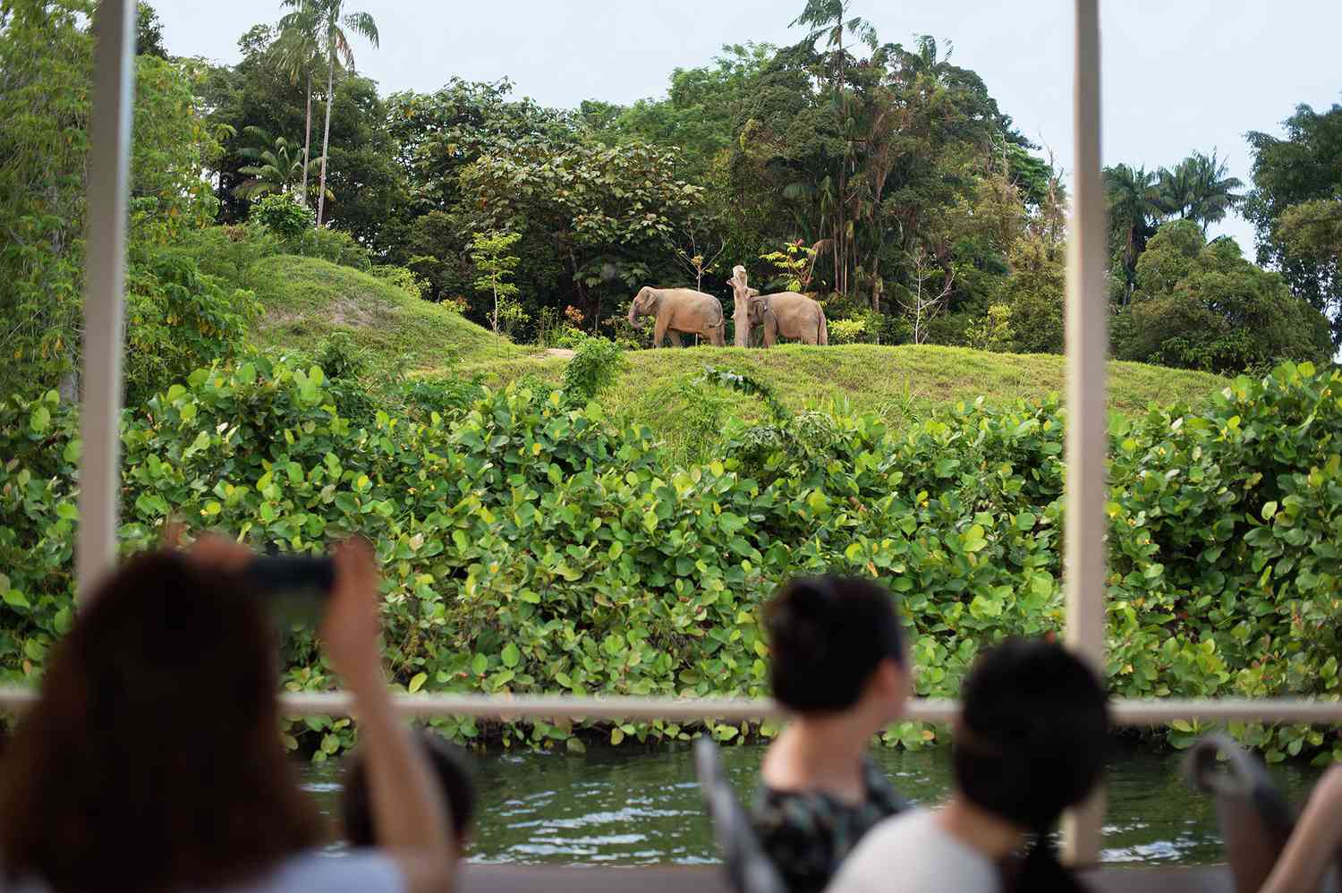 Éléphants au Zoo de Singapour