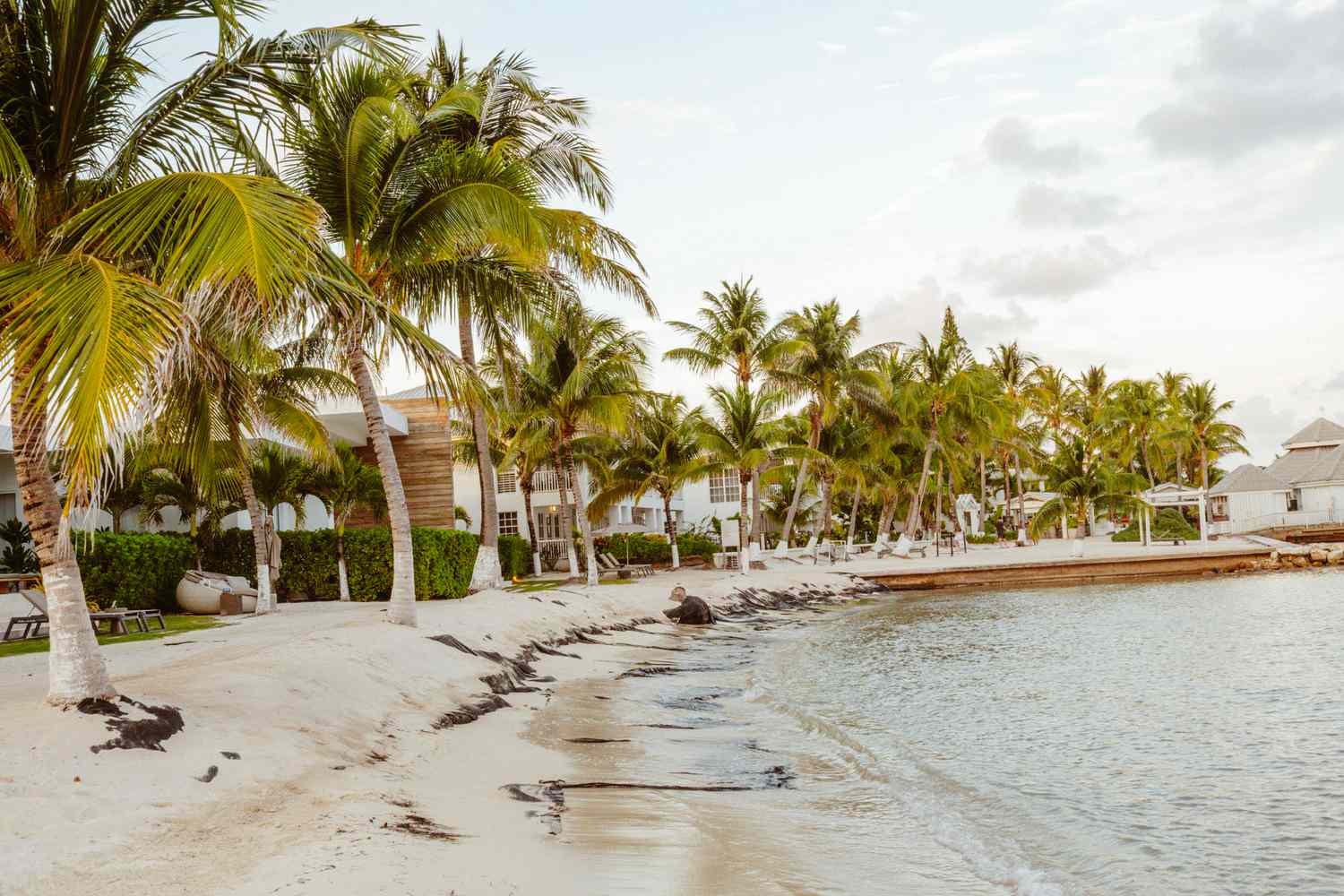Une plage avec des palmiers