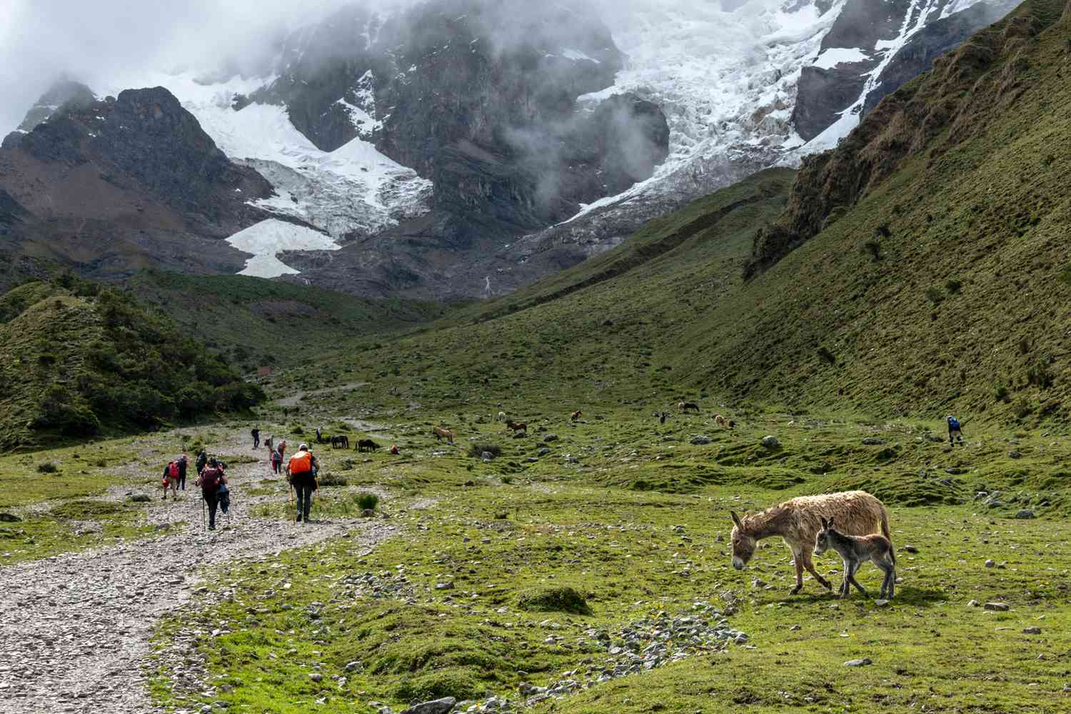 Randonneurs passant devant un âne au Pérou