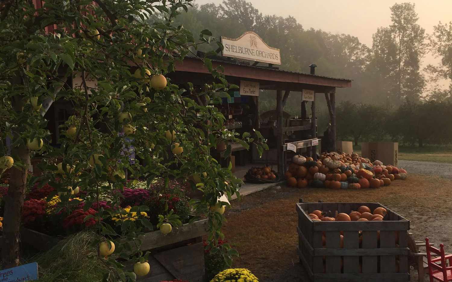 Shelburne Orchards