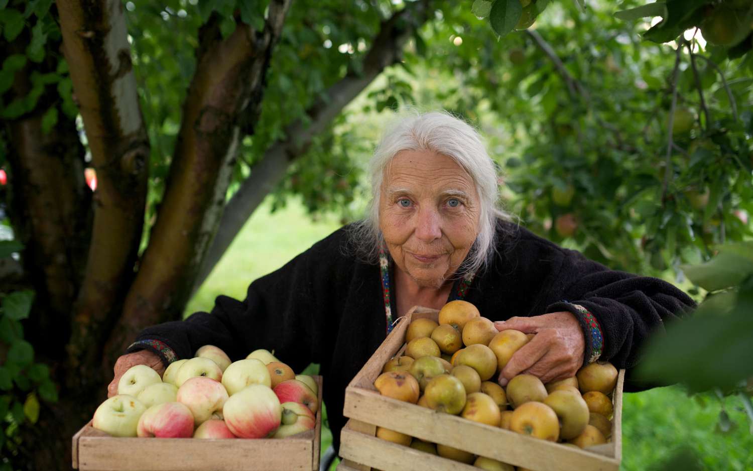 Les pommes anciennes de Weston