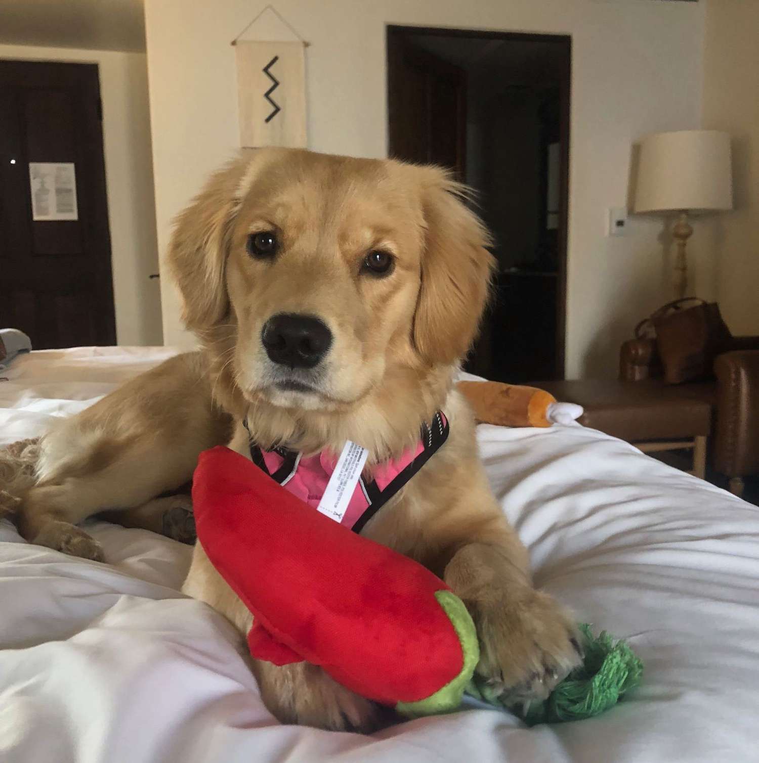 La Posada de Santa Fe Nouveau-Mexique hôtel acceptant les chiens