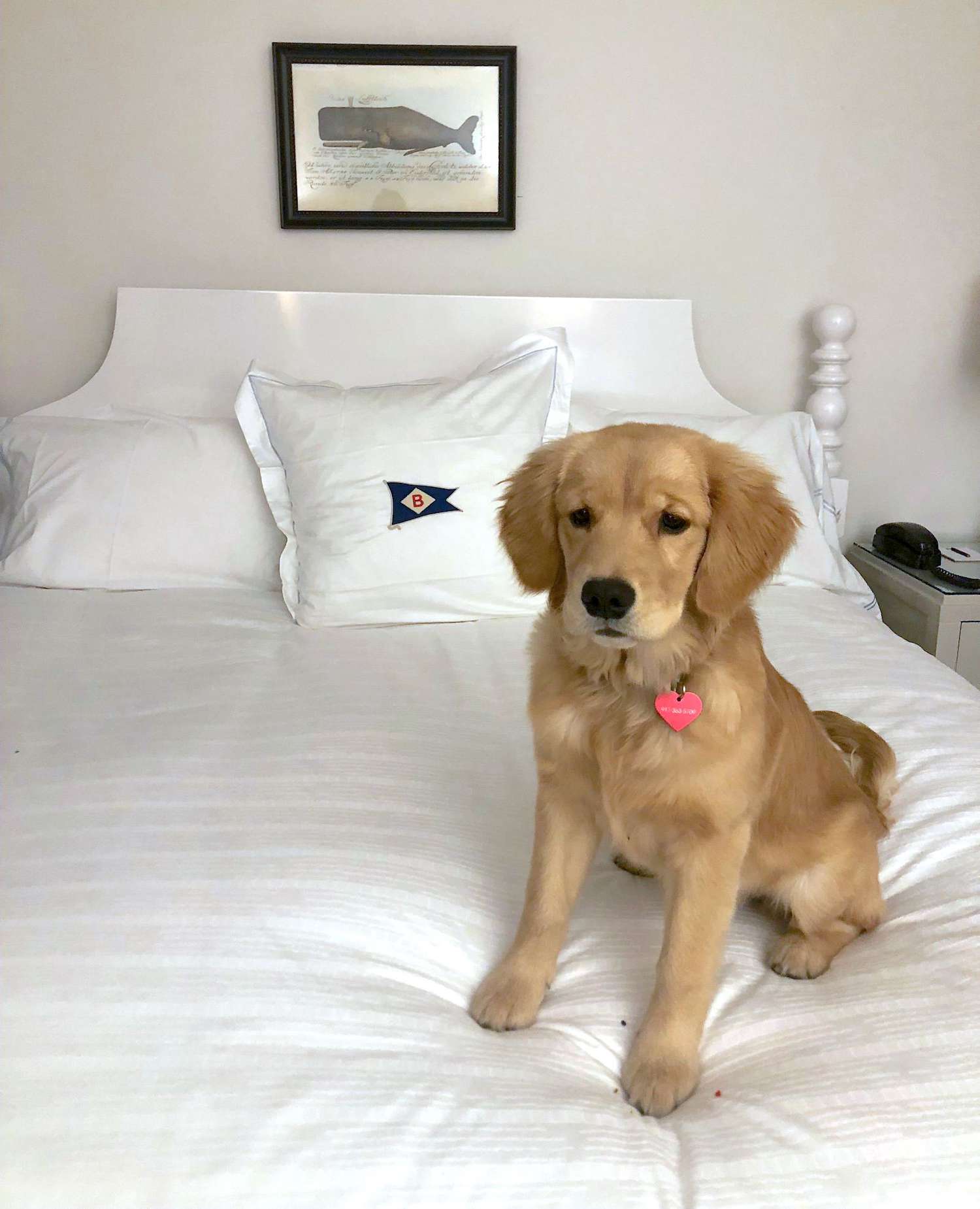 hôtel pet friendly baron's cove sag harbor ny