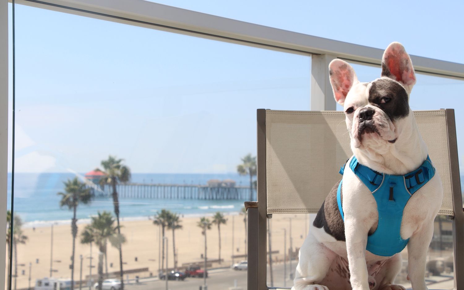 Hôtel Pasea acceptant les chiens à Huntington Beach, CA