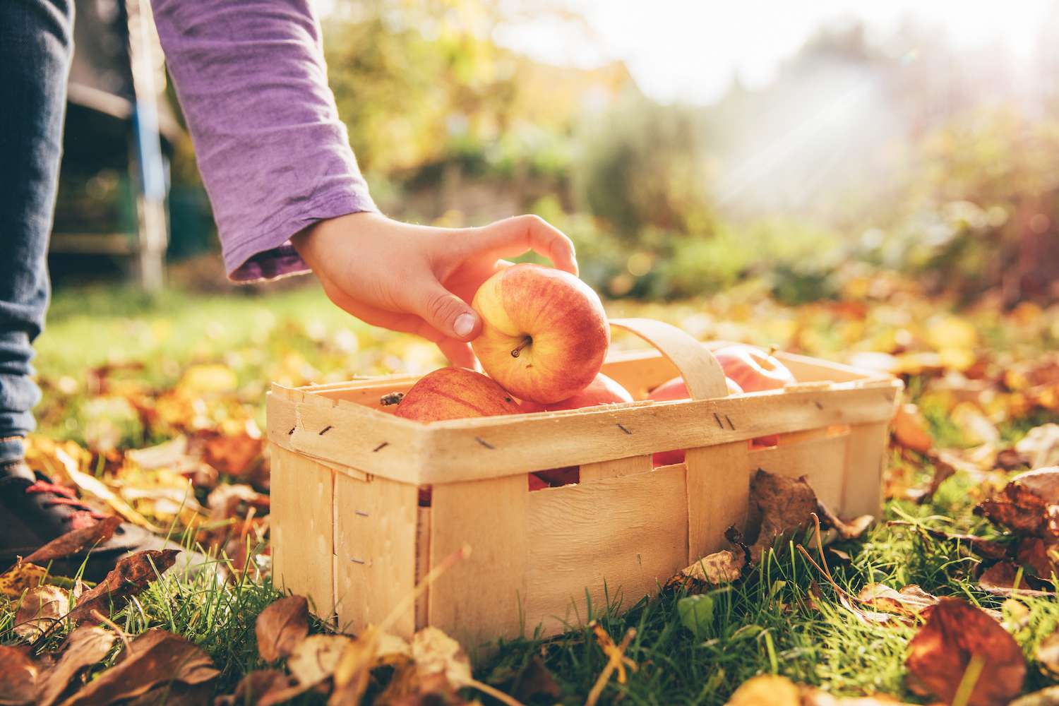 Pommes dans le jardin - photo de stock