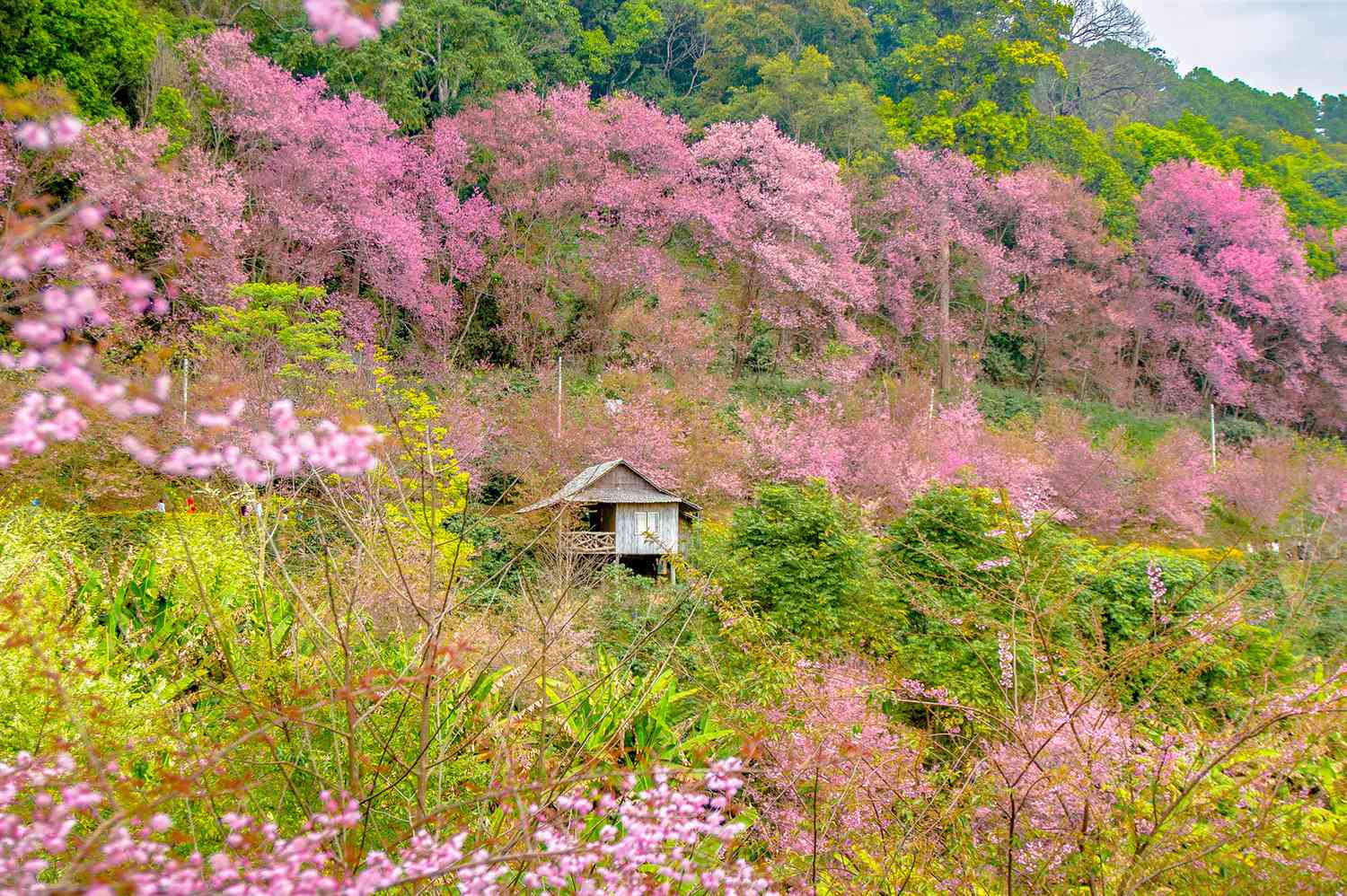 Fleurs de cerisier à Chiang Mai, Thaïlande